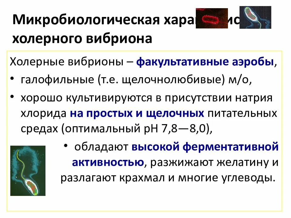 Известно что холерный вибрион вид подвижных. Характеристика морфологии холерного вибриона. Холерный вибрион характеристика. Свойства холерного вибриона. Микробиологическая характеристика.