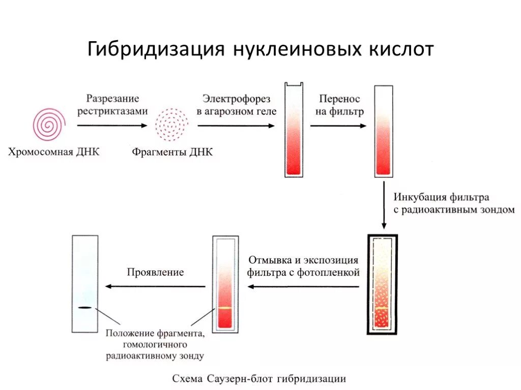 Метод гибридизации нуклеиновых кислот. Метод молекулярной гибридизации микробиология. Метод молекулярной гибридизации схема зонды. Схема метода гибридизации нуклеиновых кислот in situ.