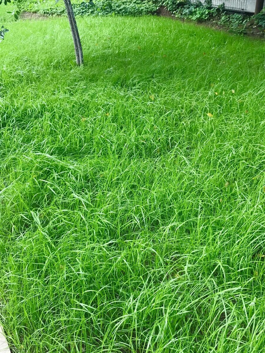 Ophiopogon japonicus "Pusillus" - Diapteron Shop