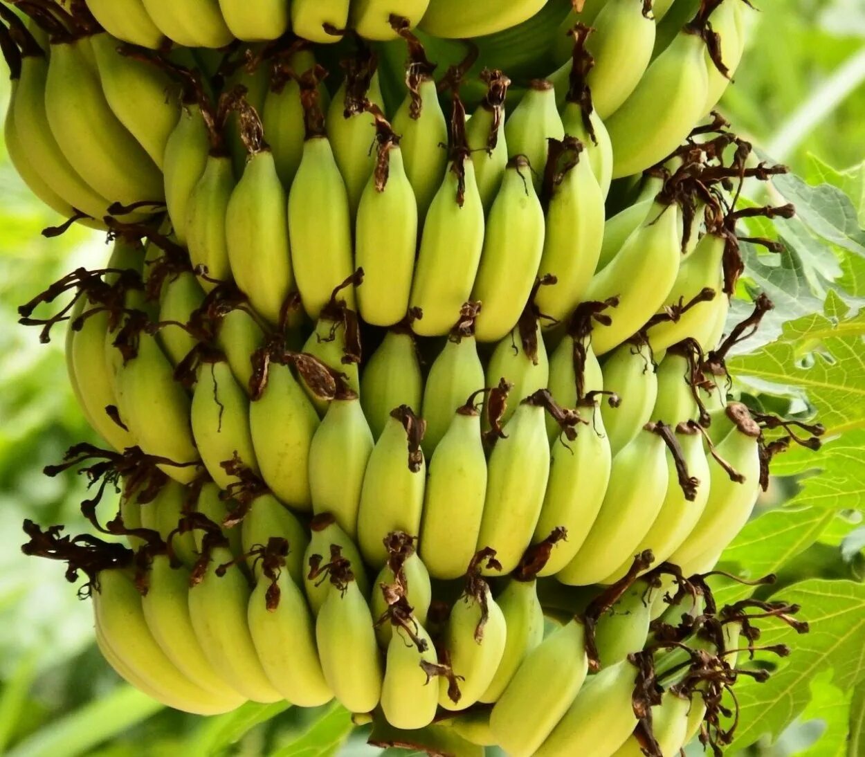 Банановое дерево. Бананы растут. Филиппинские бананы. Бананы на Филиппинах.
