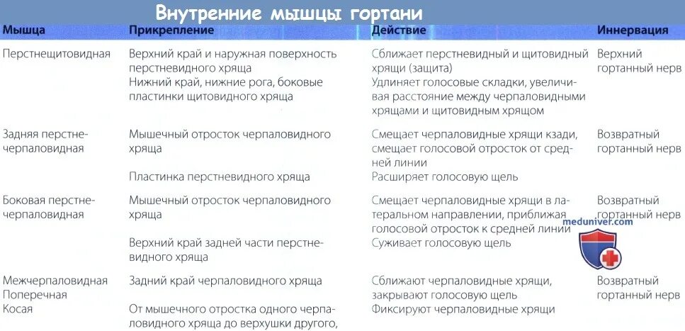 Какая мышца расширяет голосовую щель