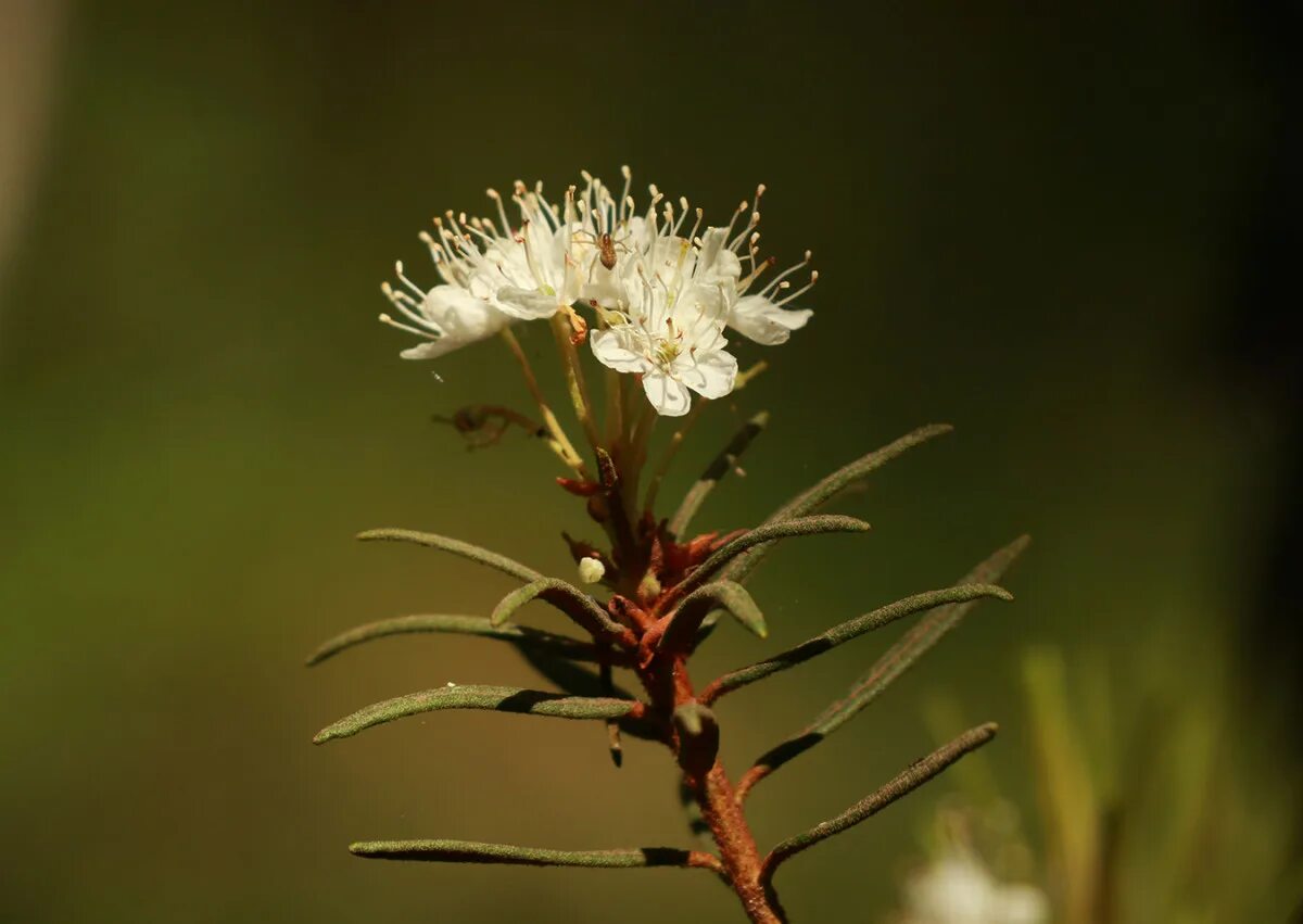 Багульник болотный (Ledum palustre). Ледум Палюстре багульник. Ледум Палюстре. Ледум колумбийский цветок.