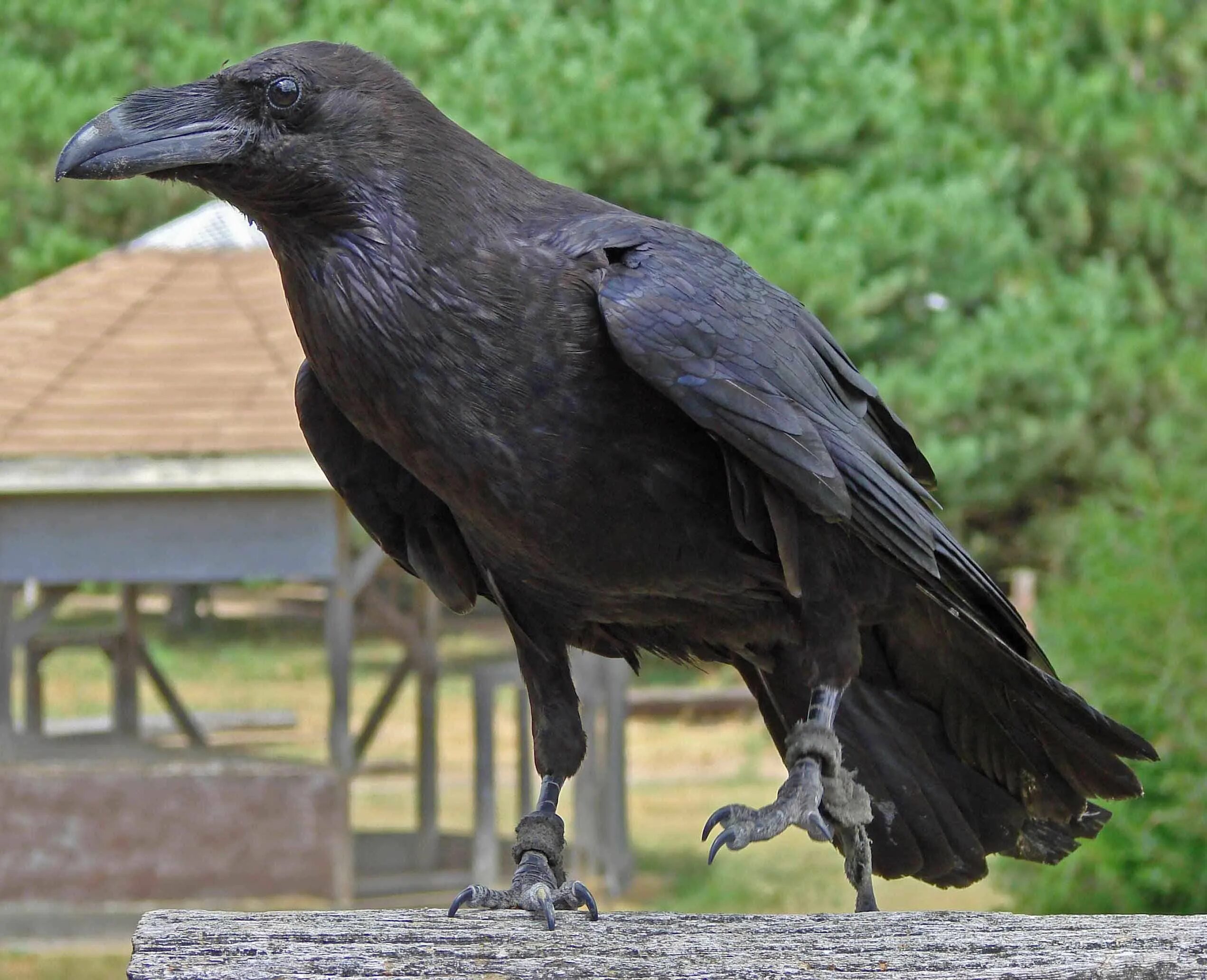 Как живут вороны. Corvus typicus. The Raven. Исполинский ворон. Курильский ворон.