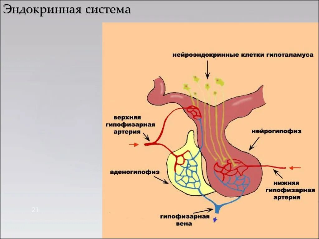 Гипофиза гипоталамо-гипофизарная система. Эндокринная функция гипоталамо-гипофизарной системы. Гормоны гипоталамуса и гипофиза. Эндокринная система гипофиз строение. Гипофиз эндокринной