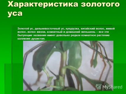 Золотой ус при онкологии