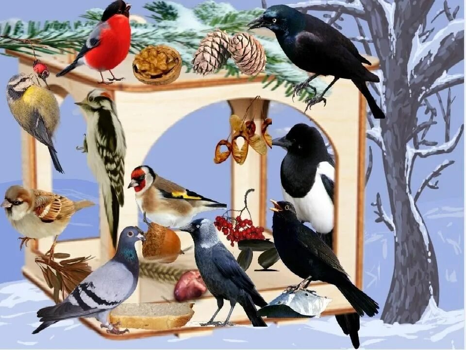 Зимуют группами. Зимующие птицы. Зимующие птицы на кормушке. Столовая для зимующих птиц. Разные кормушки для птиц.
