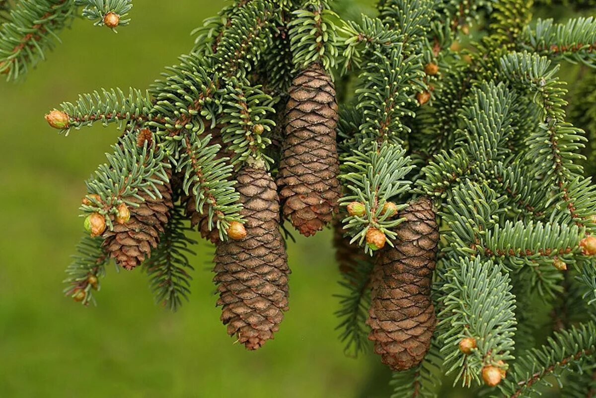 Ель обыкновенная шишки. Ель Сибирская (Picea obovata Ledeb. ). Ель Аянская (Picea jezoensis). Picea maximowiczii. Ель Шренка шишки.