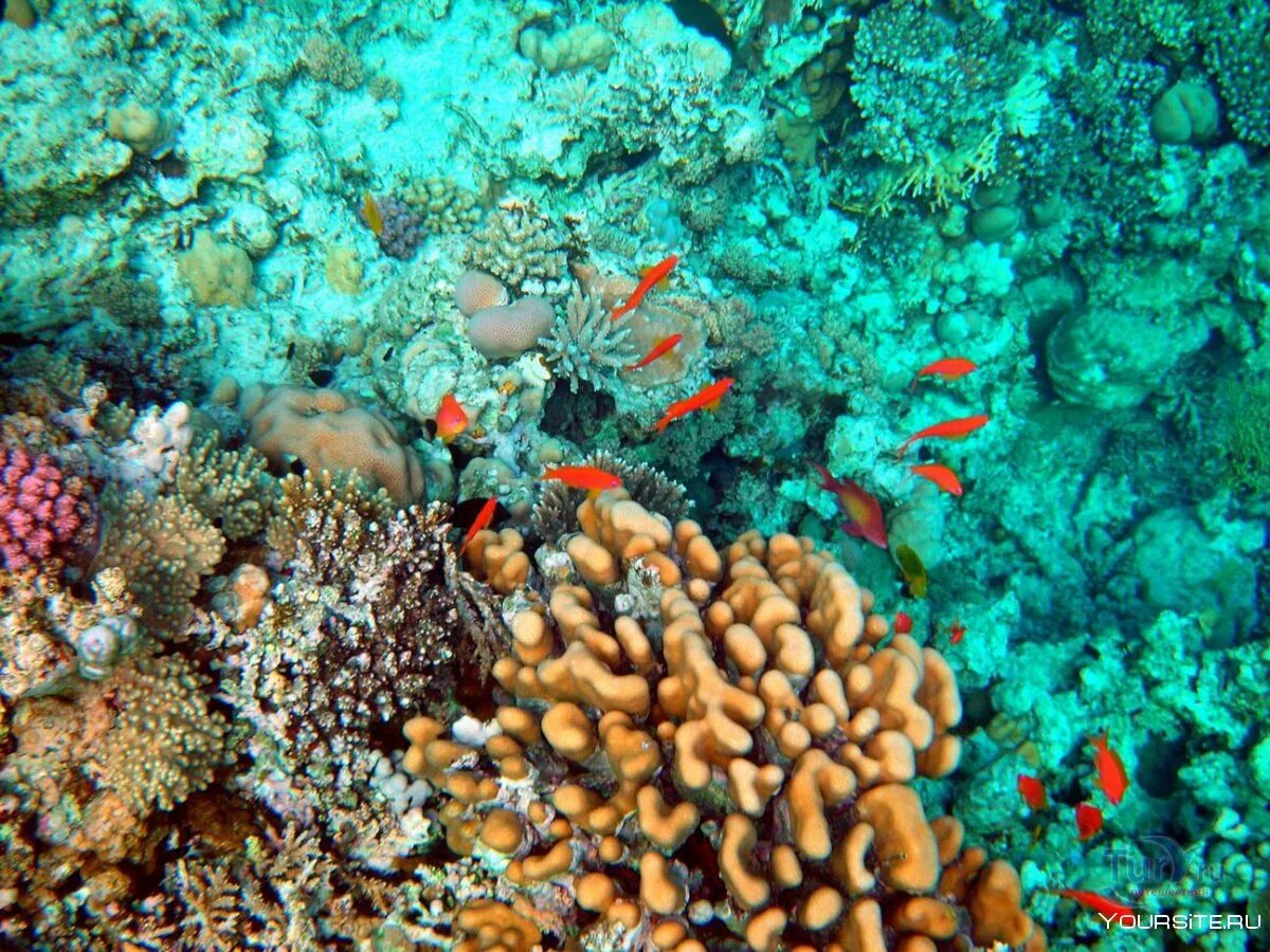 Коралловое море. Красное море. Красное море дайвинг акаба. Красное море ответы. Дахаб коралловые рифы.