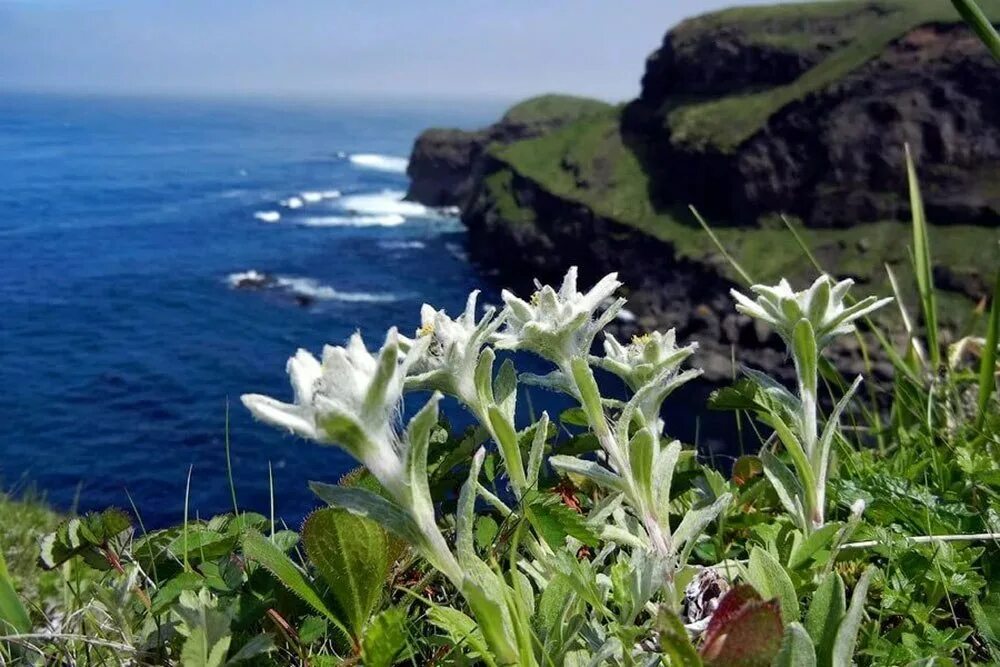 антарктический луговик в антарктиде фото. лишайник в арктической пустыне. растения антарктиды лишайники. мхи и лишайники антарктиды. лютик арктический.