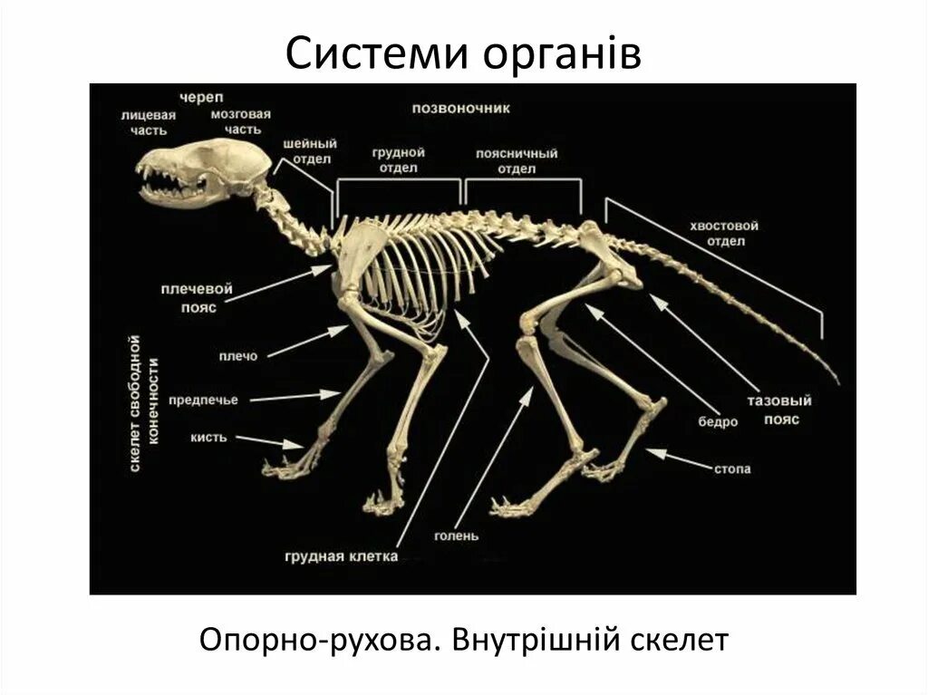 Отделы скелета млекопитающих. Строение скелета млекопитающих. Скелет млекопитающего 7 класс биология. Анатомия опорно двигательная система скелет.