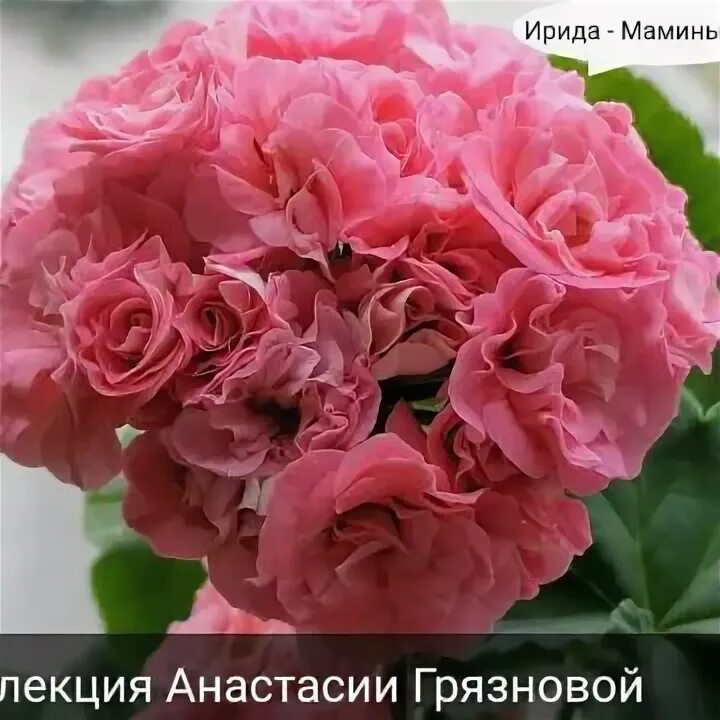 Ирида мамины розы