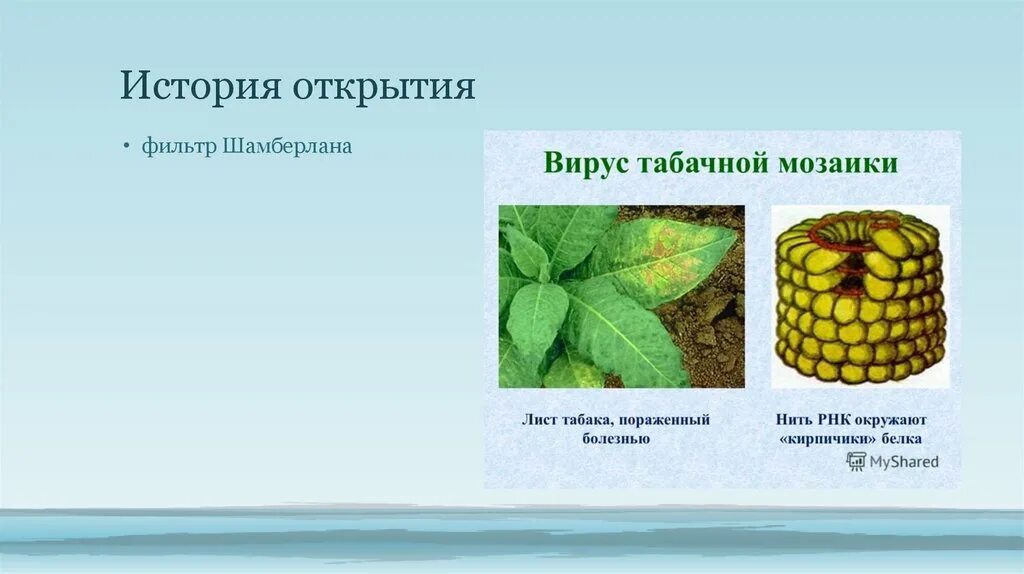 Вирусы - неклеточный инфекционный агент, который может воспроизводиться только в