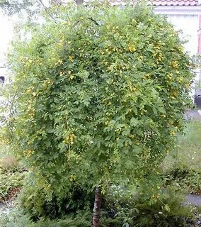 Душистый кустарник любимый венерой