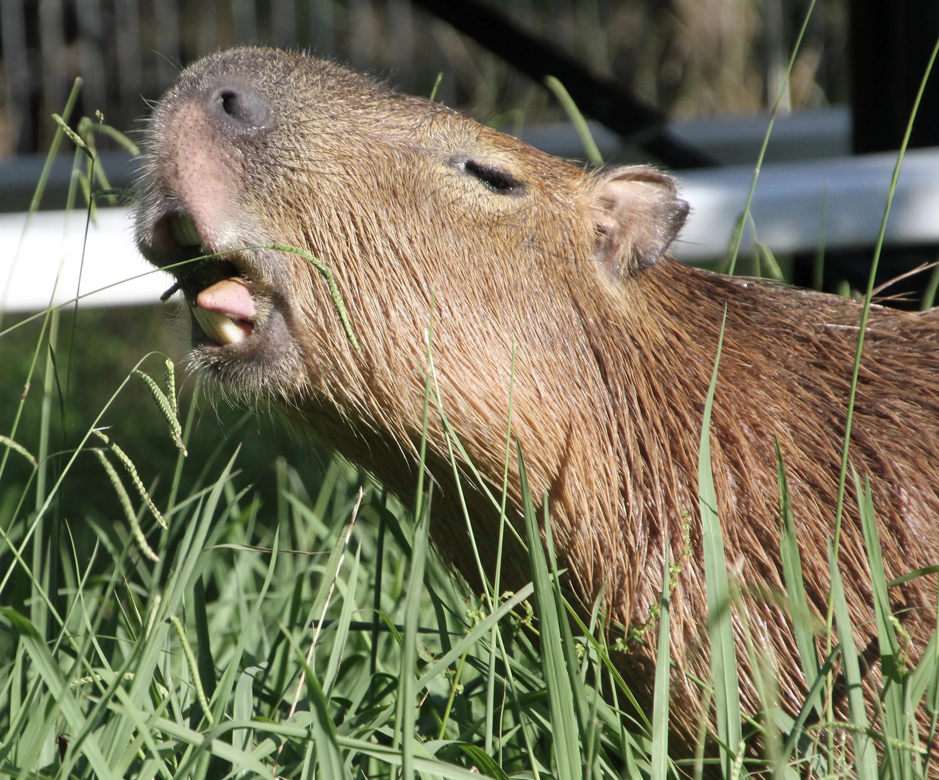Капибара детеныш. Водосвинка капибара. Большая морская свинка капибара. Водосвинка капибара. Капибара альбинос.