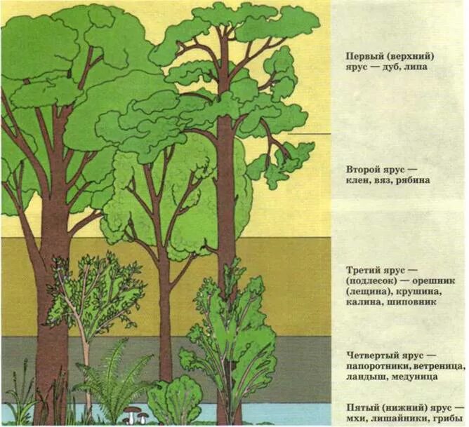 Растительное сообщество рисунок. Структура биоценоза ярусность. Ярусное строение лесного биоценоза. Ярусность Дубравы. Ярусность Лесной экосистемы.