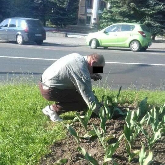 Песня купил для тебя тюльпан украл. Воровство тюльпанов. Мужик отрывает тюльпаны в клумбе. В Москве вырывают тюльпаны. Фото как мужик сажает тюльпаны много.