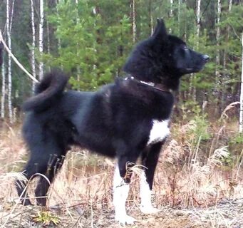 З рел