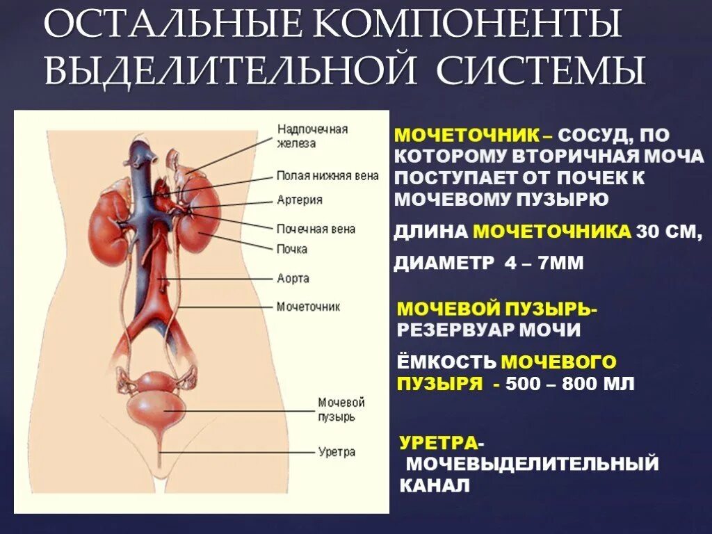 Мочеполовая система у женщин. Мочеполовая система анатомия человека мочевой пузырь. Почки мочеточники мочевой пузырь строение. Строение почки и мочевого пузыря. Мочевой пузырь мочеточники анатомия функции.