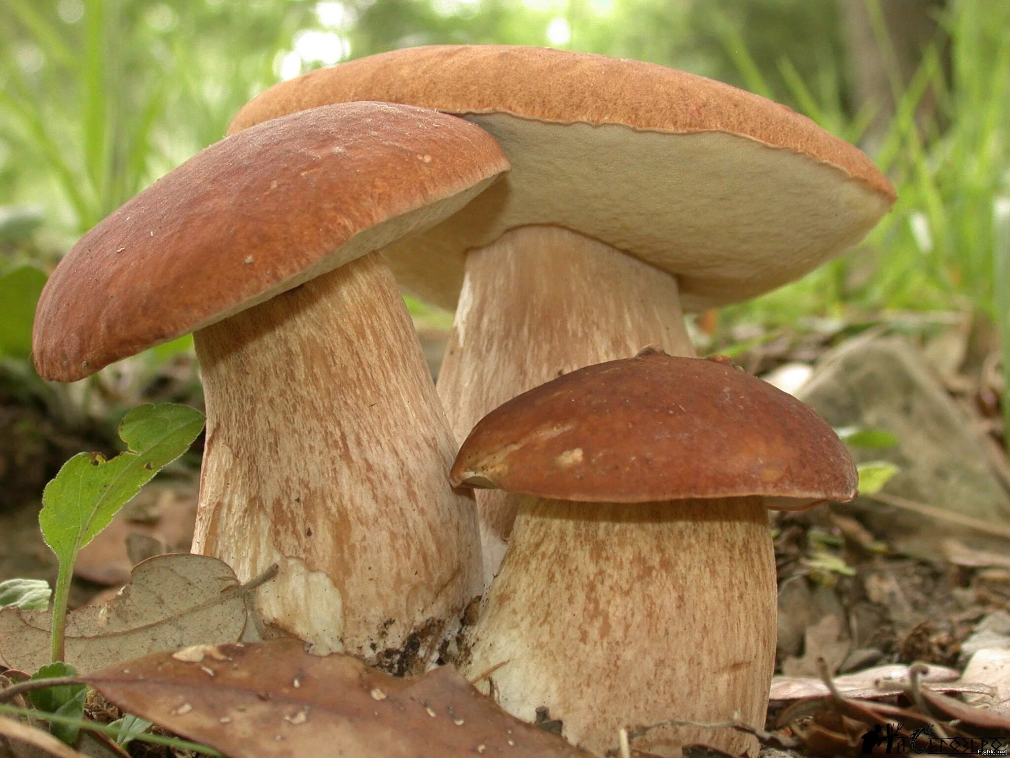 Почему гиб. Boletus edulis – белый гриб. Боровик пластинчатый гриб. Белый гриб или Боровик. Болетус Эдулис.