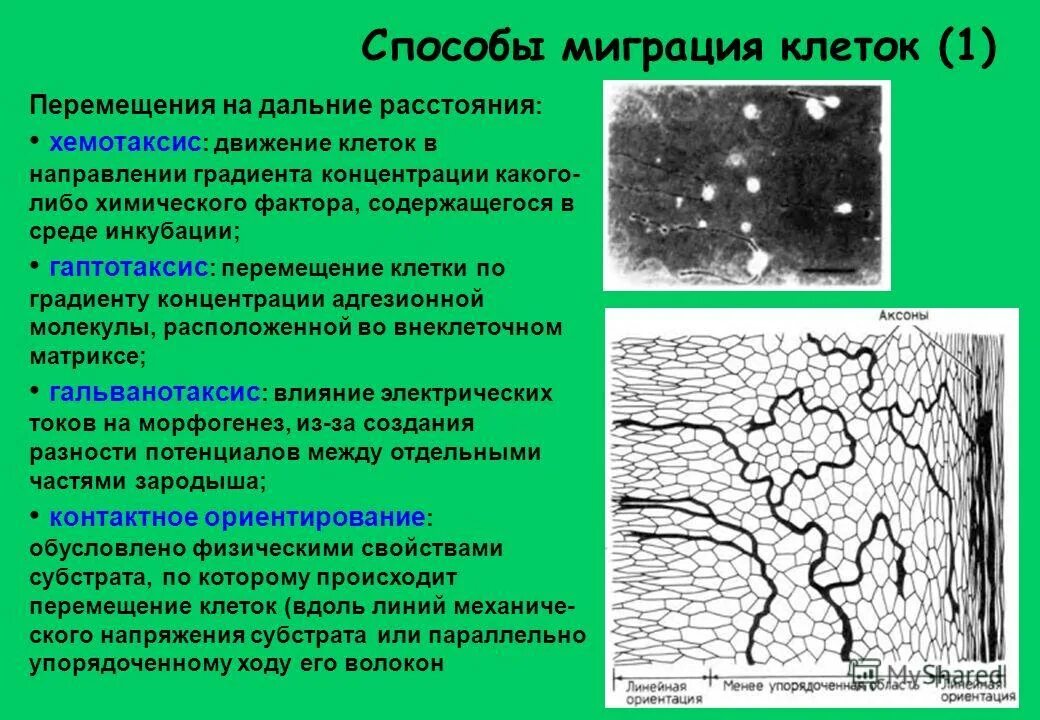 Этапы движения клетки. Механизмы клеточных перемещений. Механизмы миграции клеток. Перемещение клеток онтогенез. Миграция клеток в онтогенезе.