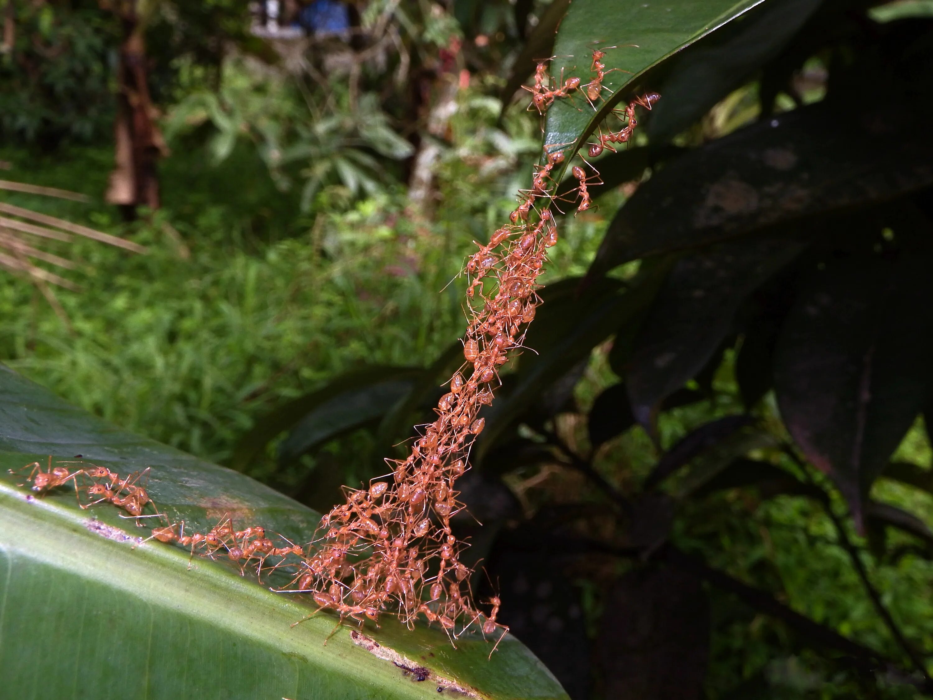 Oecophylla smaragdina. Муравьи-портные (Oecophylla smaragdina). Муравьи Ткачи. Экофилы муравьи.