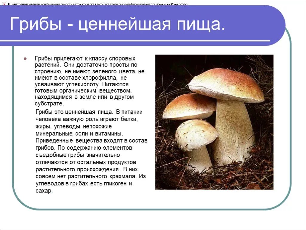 Грибы содержание белков жиров углеводов. Грибы углеводы. Грибы белок. Состав грибов. Грибы это углеводы или белки.