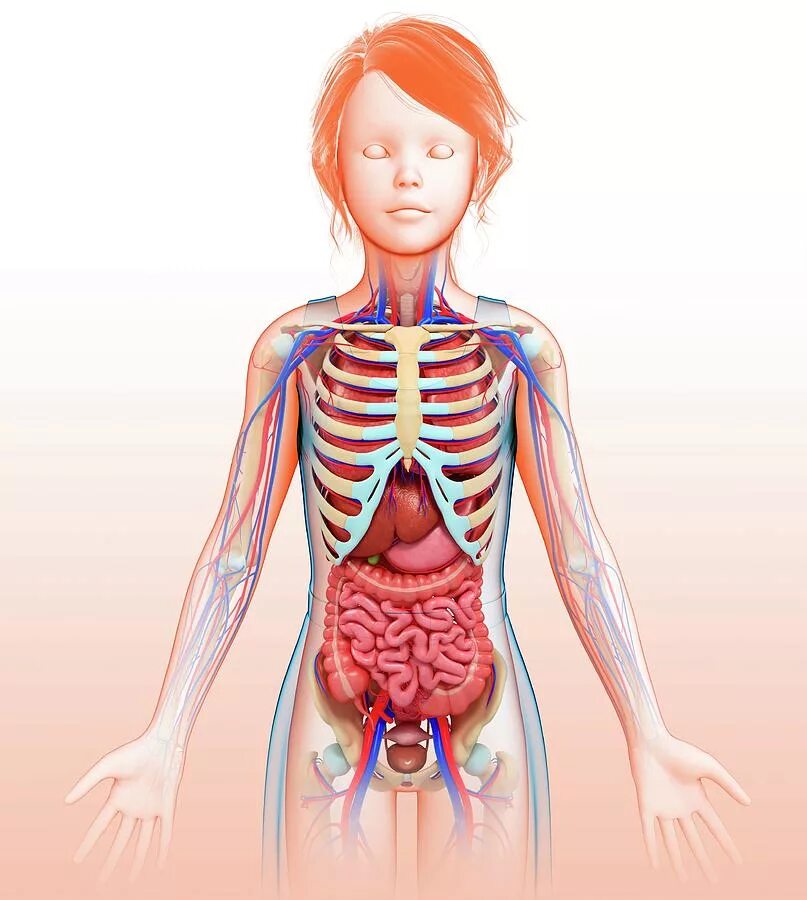Двух организм девушки. Анатомия девочки. Тело девочки подростка анатомия. Анатомия тела девочки. Анатомия девочки подростка.