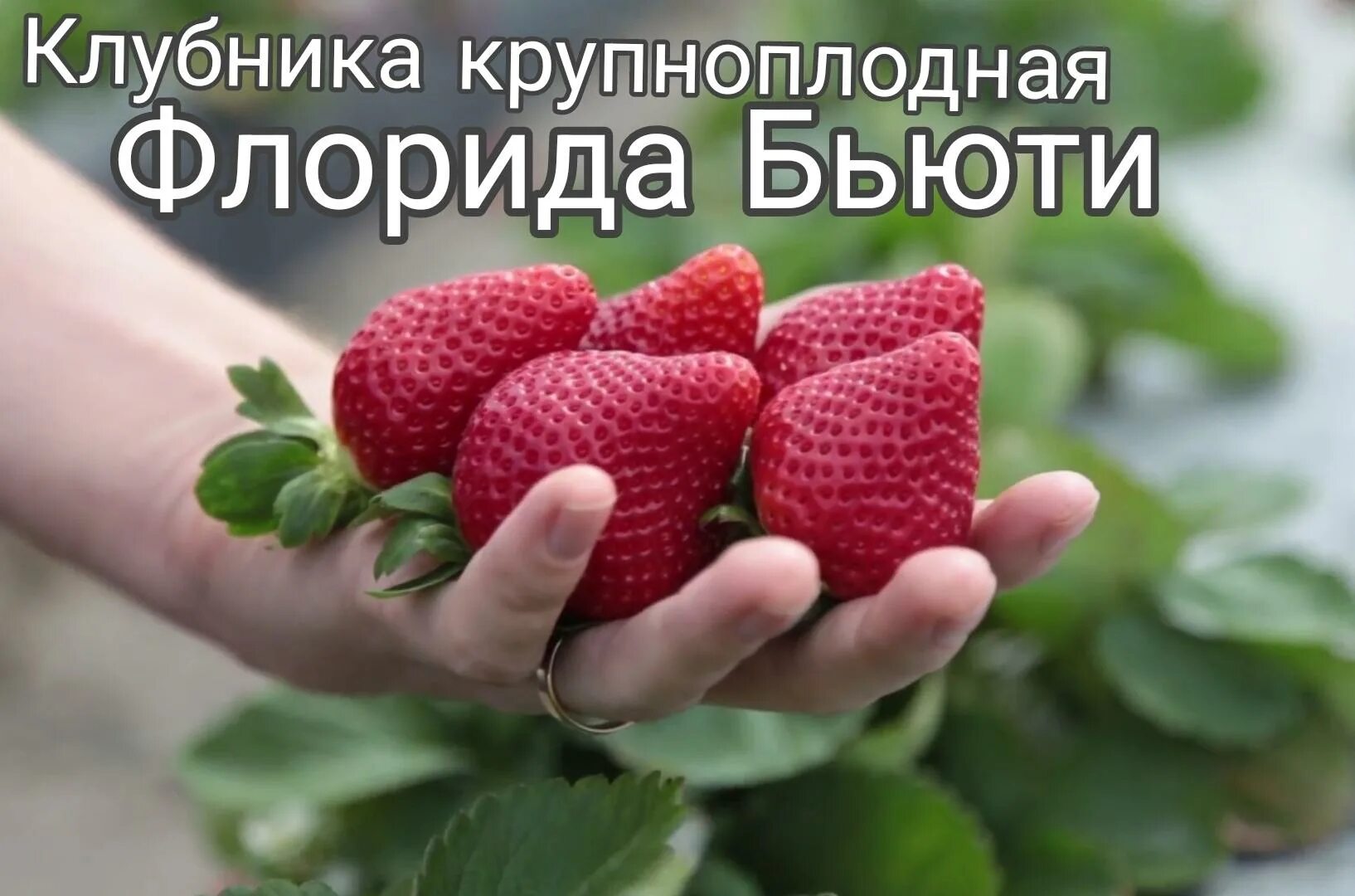 Последний сорт. Сорт клубники флорида бьюти. земляника сорт флорида бьюти. ремонтантные сорта клубники флорида бьюти. клубника флорида ремонтантная.
