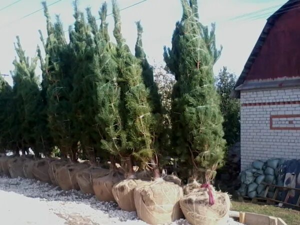 Хвойные крупномеры. Кедр крупномер. Ели с комом земли. Крупномеры сосны 10 метров. Ель колючая глаука мисти блю.