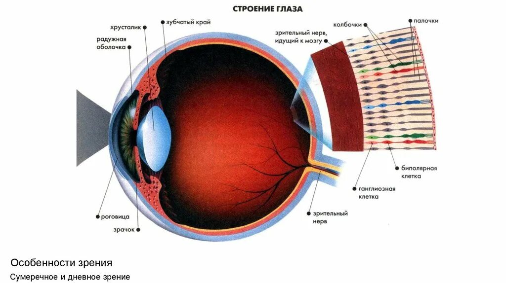 Зрительный анализатор палочки и колбочки. Строение глаза. Воспринимающие структуры глаза. Глаз строение глаза. 4 колбочки зрение