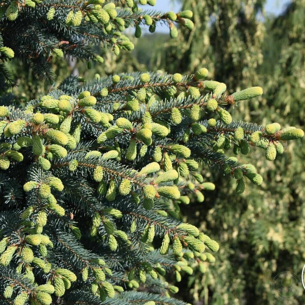 Сорта ели черной. Ель Picea Mariana Aurea. Ель черная Picea Mariana. Ель Восточная Ауреа.