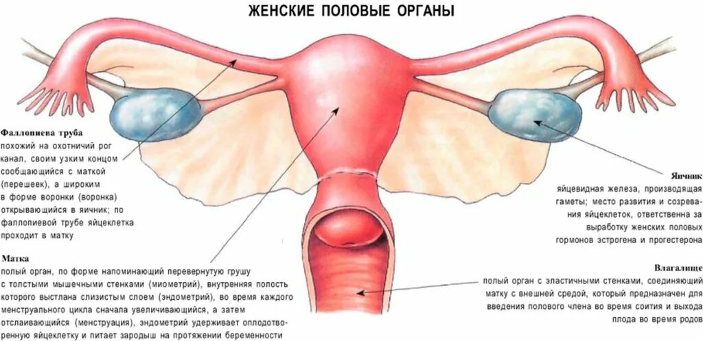 Женские половые органы таблица. Женский половой орган. Схема половых органов женщины. Женская половая система. Наружные и внутренние женские половые органы.