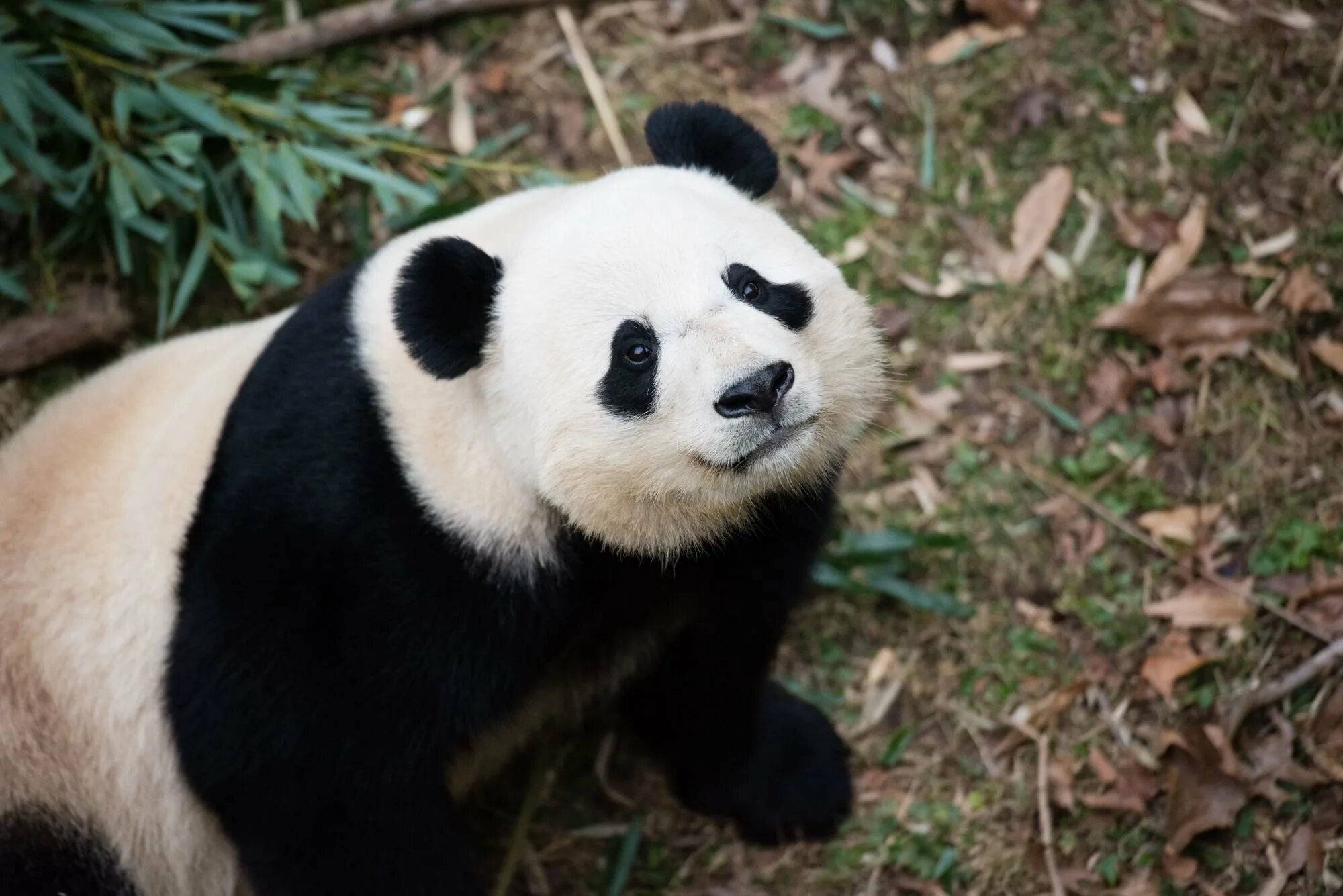 Панда таджикски. Очковая Панда. Большая Панда. Панду баобао. Bao bao Панда.