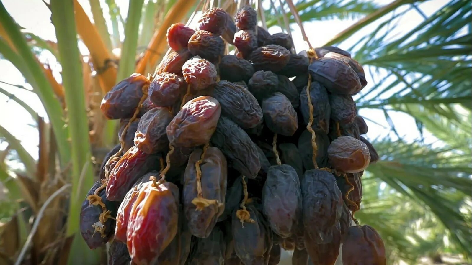 Investment Opportunities Series: Date Processing Industry Financial Tribune