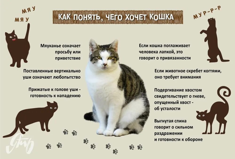 Как понять кота. Поведение кошек. Как понять что хочет кошка. Как понять что кот хочет кошечку. Звук просящей кошки