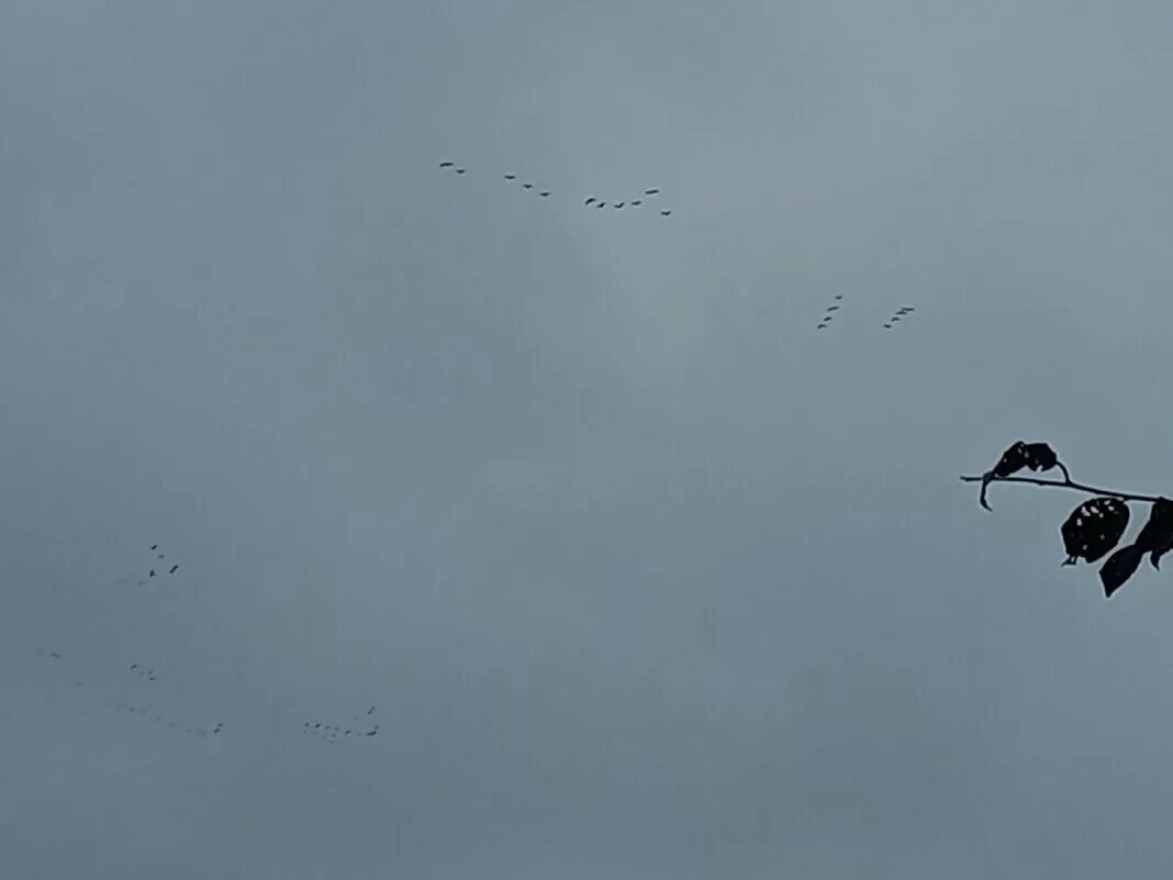 Птиц гонит на юг не наступающий. Уличные птицы. Crow Flying. Кабул kuş uçuşu as the Crow Flies. Broken Bird.