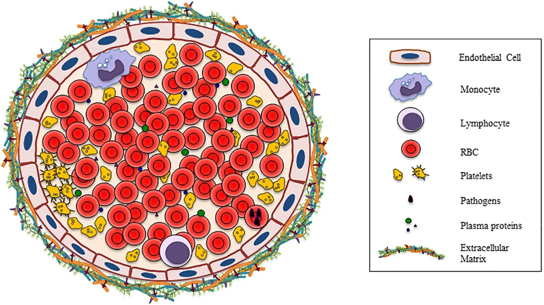 Селезенка лейкоциты. Схема кроветворения человека. Кроветворение рисунок. Современная схема кроветворени. Клетка крови макет.