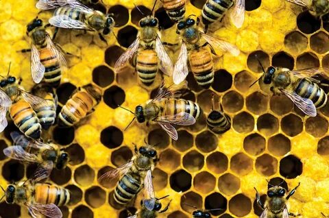 The sun in the east bees honey
