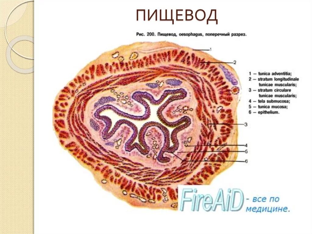 Слои пищевода