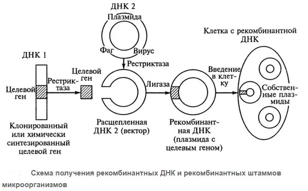 Метод рекомбинантных ДНК схема. Схема получения рекомбинантных ДНК in vitro. Схема получения рекомбинантной ДНК. Метод рекомбинантных ДНК этапы.