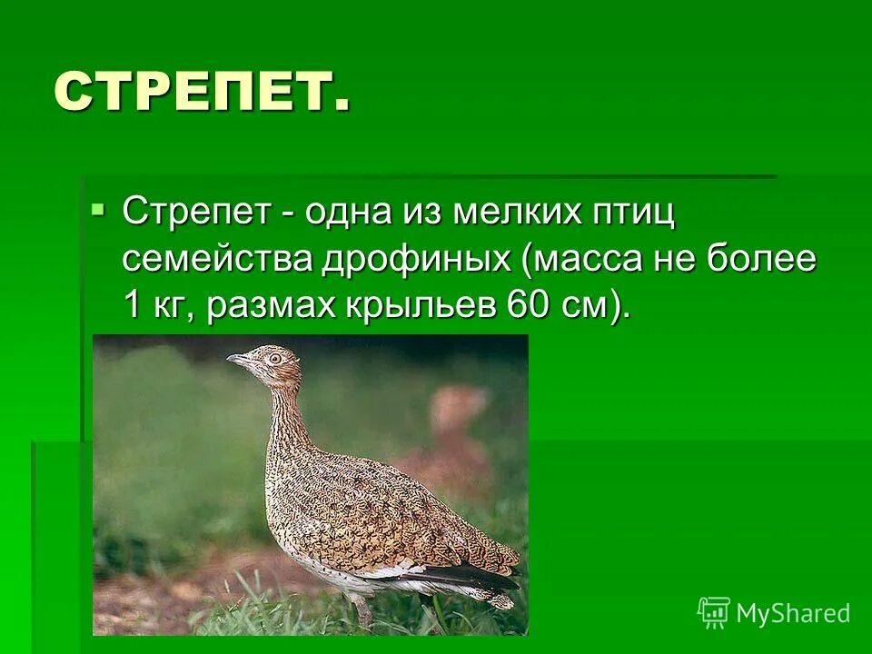 исчезающие виды животных в степной части краснодара. семейство дрофиных. дрофа обыкновенная. птицы красной книги евразии. птица дрофа картинки.