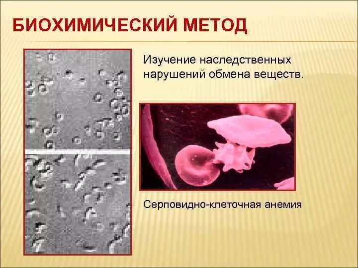 Пример биохимического метода в биологии. Пример биохимического метода в биологии