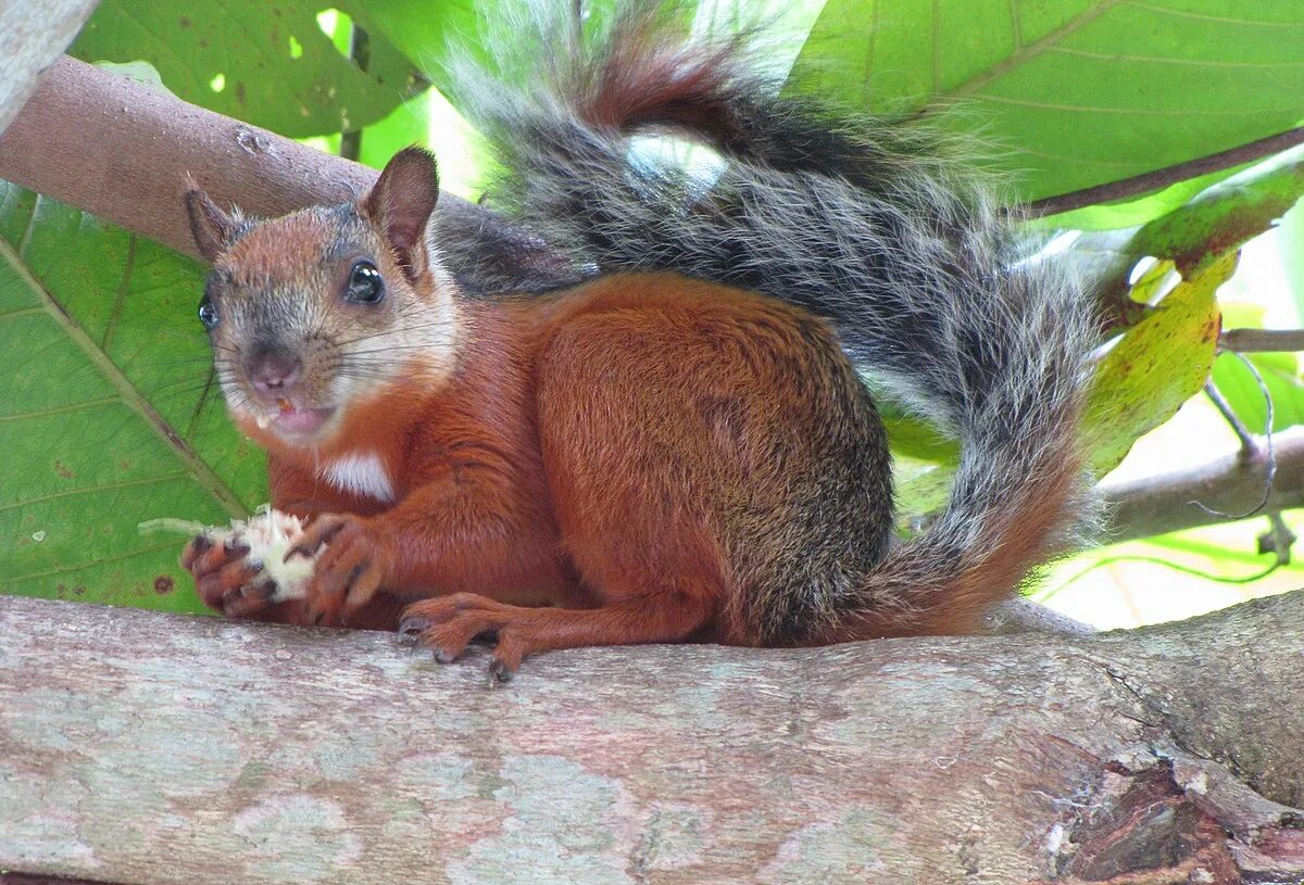 Пестрая белка. Sciurus VARIEGATOIDES. Белка Стейнджера. Пёстрая белка. Пятнистые белки.