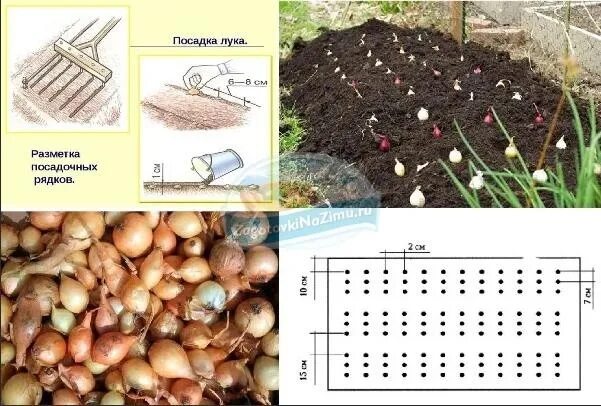 На какую глубину сажать лук головками. Лук севок схема посадки.