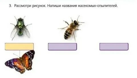 Назови насекомых опылителей