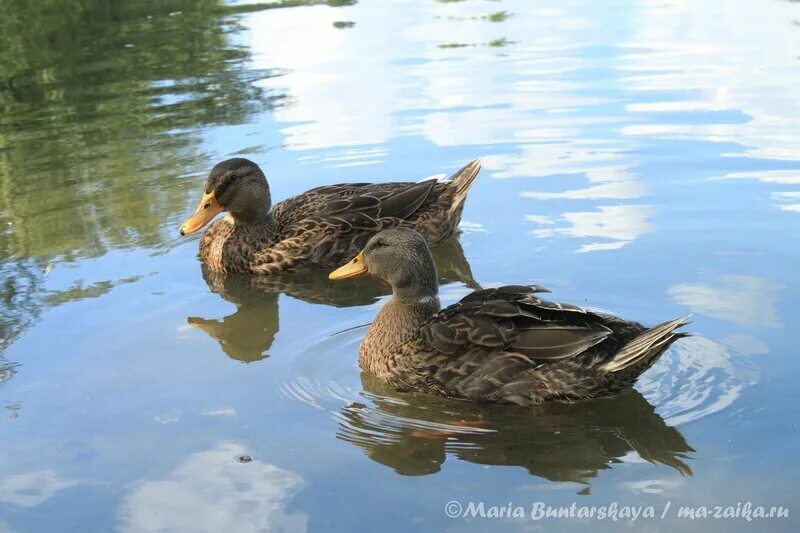 Утки саратовской области с названиями. Саратовские утки. Дикие утки ростовской области. Утки в горпарке саратов. Саратов горпарк утки.