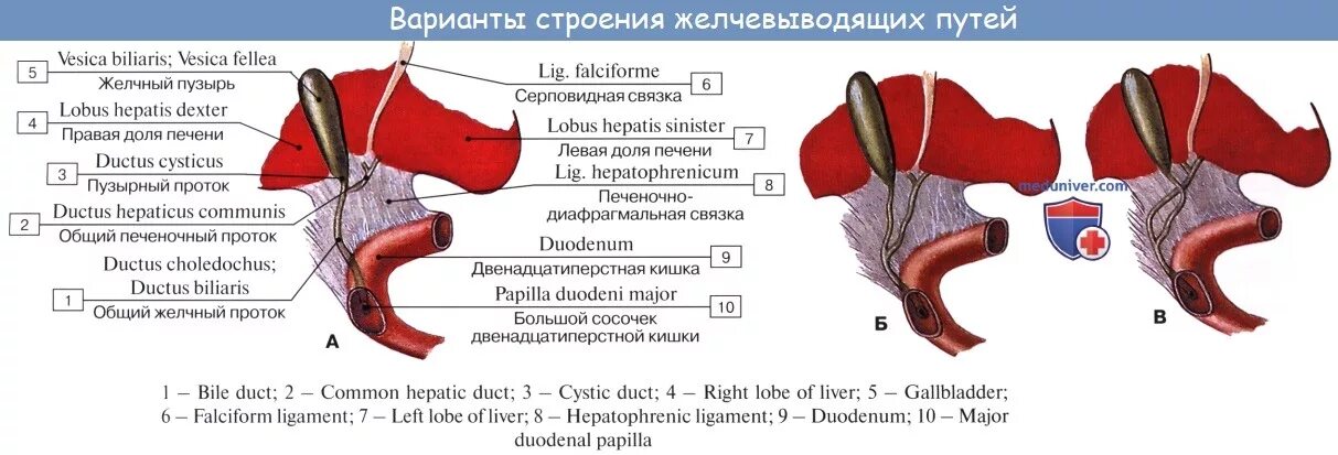 Сфинктер общего протока