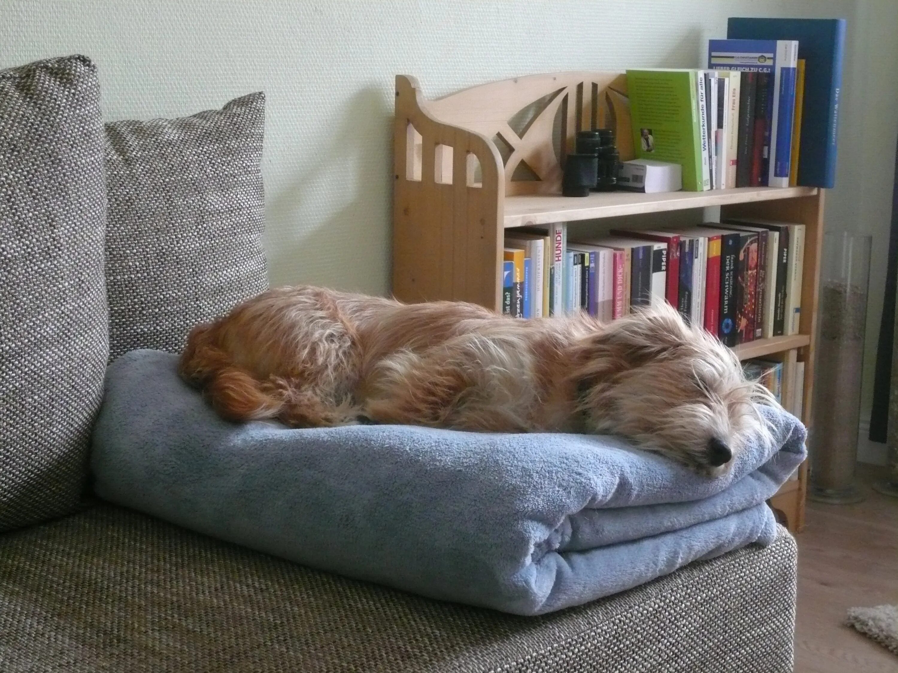 Спящие псы отзывы. Спящие собаки. Спящий щенок. Сонный дом.