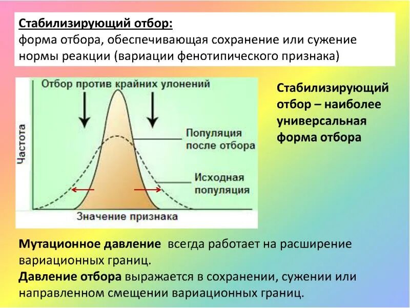 Условия среды изменяются какой отбор. Формы естественного отбора в популяциях. Естественный отбор формы естественного отбора. Стабилизирующий отбор в популяции. Естественный отбор в популяции.