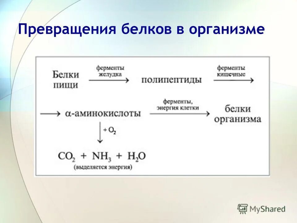 преобразование белков в организме. превращение белков в организме кратко в химии. превращение белков в организме. превращение белков в организме. превращение белков пищи в организме.